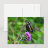 Swallowtail Butterfly en Thistle Briefkaart (Voorkant / Achterkant)