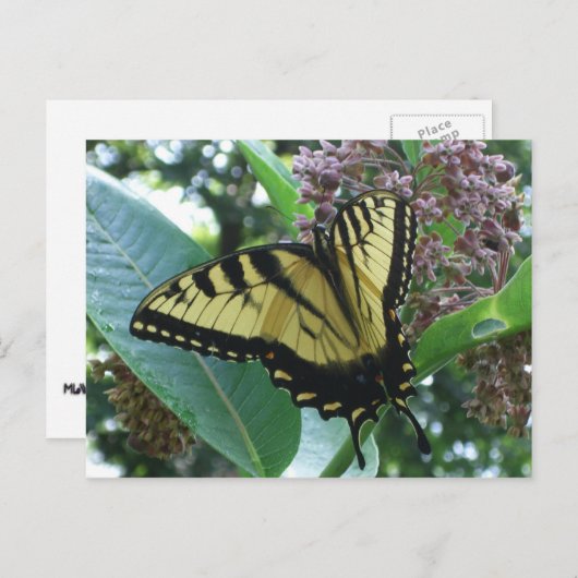 Swallowtail Butterfly I op Milkweed bij Shenandoah Briefkaart (Voorkant / Achterkant)