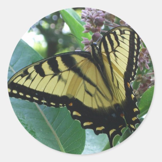 Swallowtail Butterfly I op Milkweed bij Shenandoah Ronde Sticker (Voorkant)