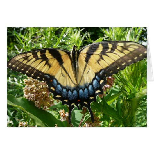 Swallowtail Butterfly II bij Shenandoah (Voorkant Horizontaal)