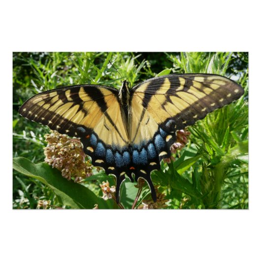 Swallowtail Butterfly II bij Shenandoah Perfect Poster (Voorkant)