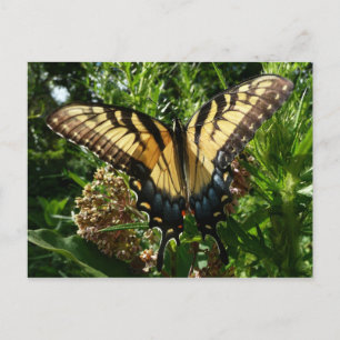 Swallowtail Butterfly III Mooie, kleurrijke foto Briefkaart