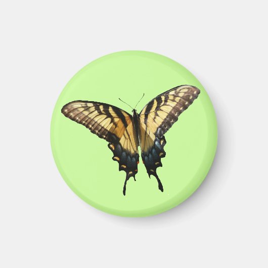 Swallowtail Butterfly III Mooie, kleurrijke foto Magneet (Voorkant)