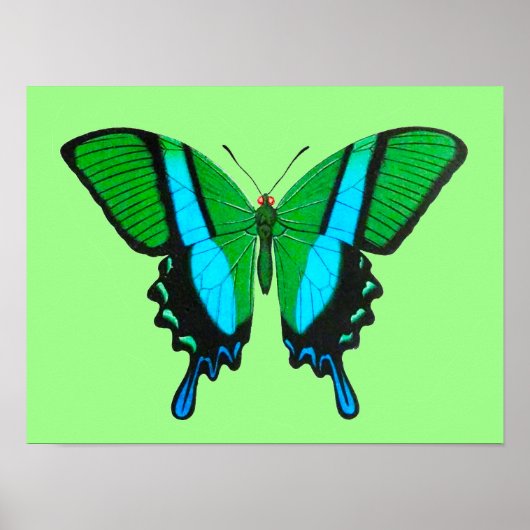 Swallowtail Butterfly in Green, Turquoise & Black Poster (Voorkant)