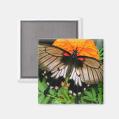 Swallowtail Butterfly Magneet (Voorkant / Achterkant)