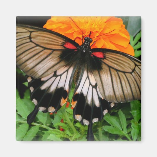 Swallowtail Butterfly Magneet (Voorkant)