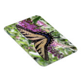 Swallowtail Butterfly Magnet Magneet (Rechterzijde)