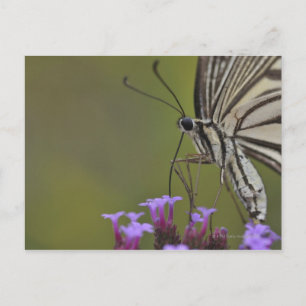 Swallowtail Butterfly on flower, Chiba Briefkaart