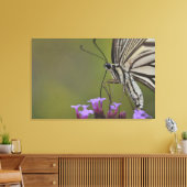 Swallowtail Butterfly on flower, Chiba Canvas Afdruk (Insitu (Woonkamer))