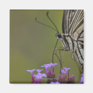 Swallowtail Butterfly on flower, Chiba Magneet