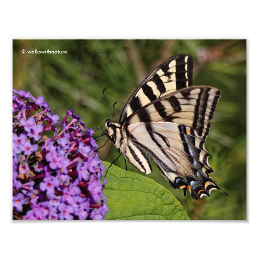 Swallowtail Butterfly op de Butterfly Struik Foto Afdruk (Voorkant)
