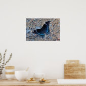 Swallowtail Butterfly op grvel Road Poster (Keuken)