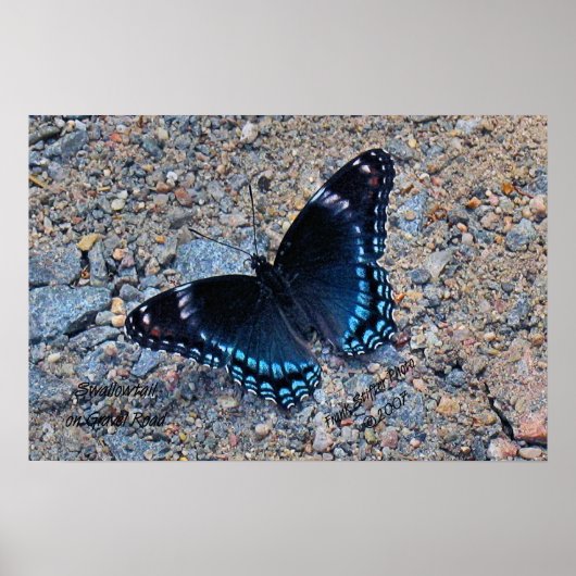 Swallowtail Butterfly op grvel Road Poster (Voorkant)