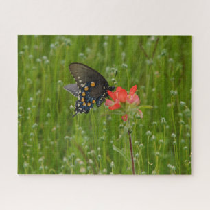 Swallowtail Butterfly op Indian Paintbrush Flower Legpuzzel