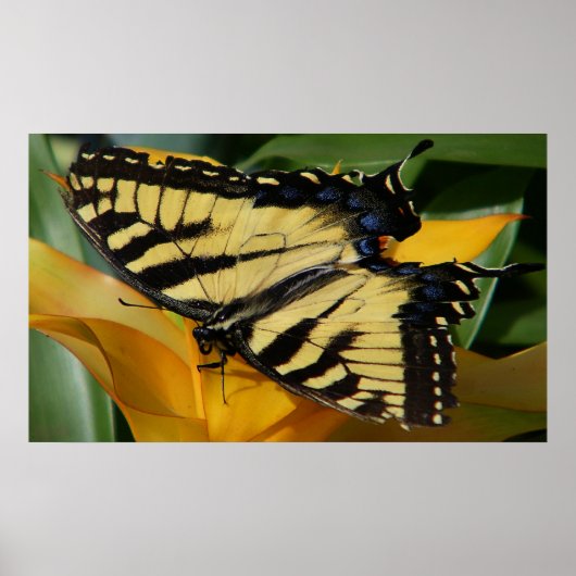 Swallowtail Butterfly Poster (Voorkant)
