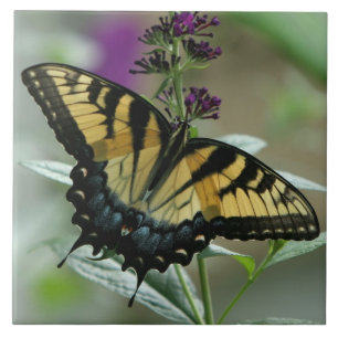 Swallowtail Butterfly Tile Tegeltje