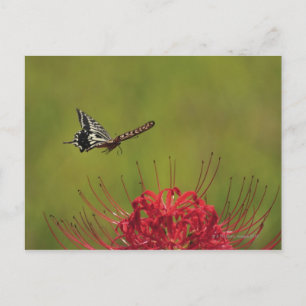 Swallowtail Butterfly vliegend nabij flower, Chiba Briefkaart
