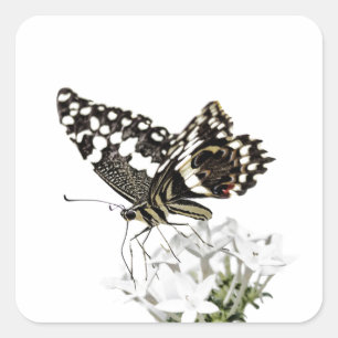 Swallowtail in wit wordt neergestreken dat vierkante sticker