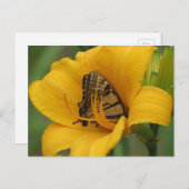 Swallowtail Lily - Butterfly Briefkaart (Voorkant / Achterkant)