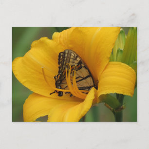 Swallowtail Lily - Butterfly Briefkaart