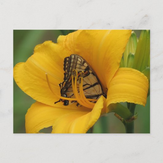 Swallowtail Lily - Butterfly Briefkaart (Voorkant)