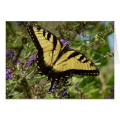 Swallowtail sur Butfly Bush (Devant horizontal)