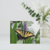 Swallowtail sur carte postale Pickerel-weed (Debout devant)