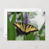 Swallowtail sur carte postale Pickerel-weed (Devant / Derrière)