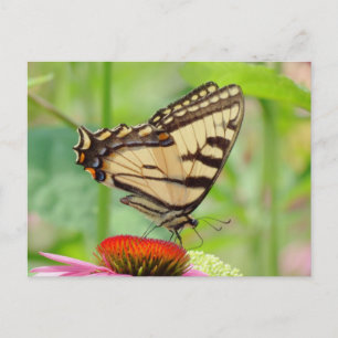 Swallowtail World Briefkaart