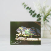 Swamp Cicada Briefkaart (Staand voorkant)