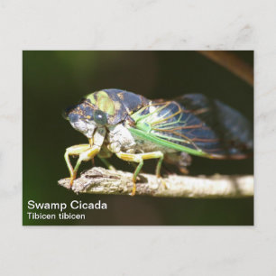 Swamp Cicada Briefkaart