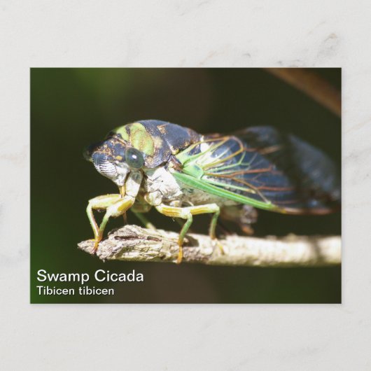 Swamp Cicada Briefkaart (Voorkant)