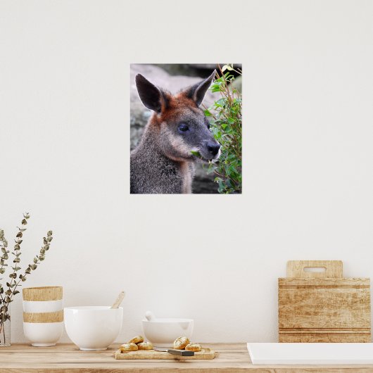 Swamp Wallaby Poster (Keuken)