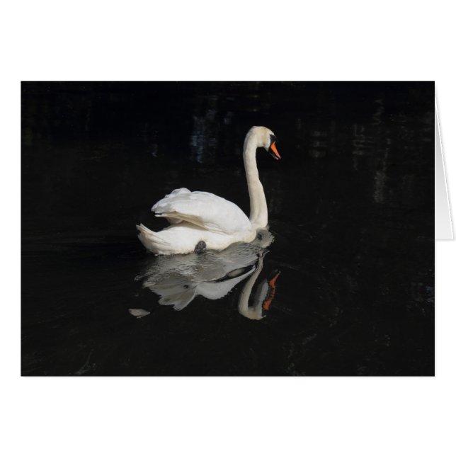 Swan (Devant horizontal)