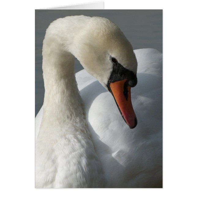 Swan (Devant)