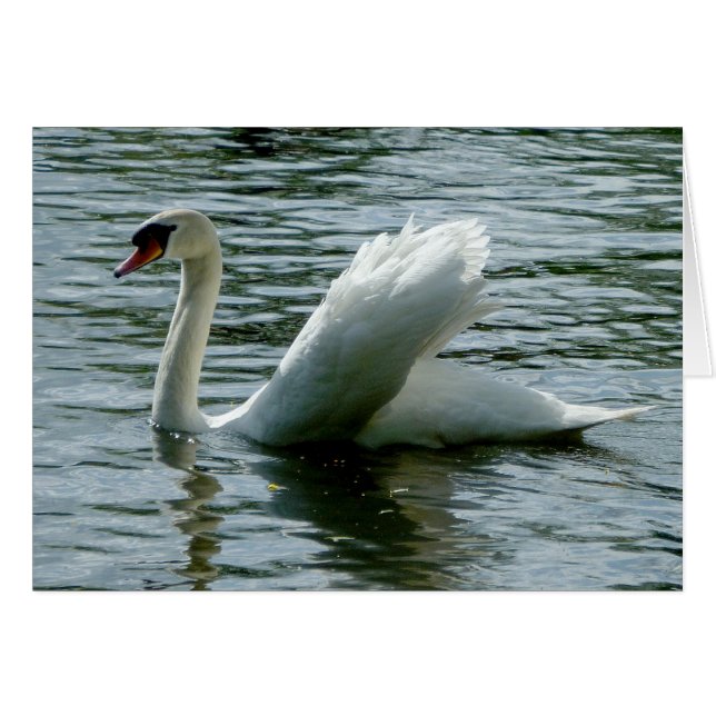 Swan (Devant horizontal)