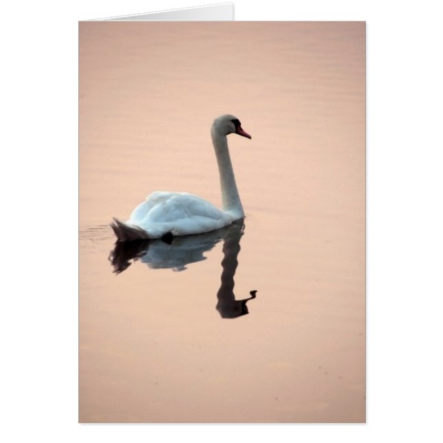 Swan at Sunset Card (Devant)