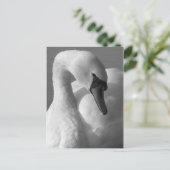 Swan B&W Briefkaart (Staand voorkant)