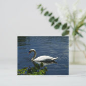 Swan Briefkaart (Staand voorkant)