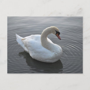 Swan Briefkaart