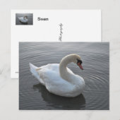 Swan Briefkaart (Voorkant / Achterkant)