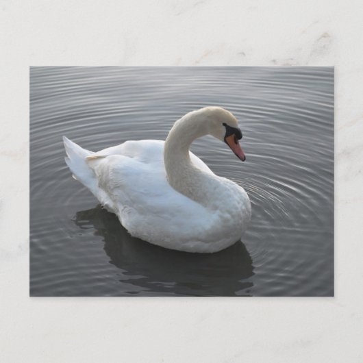 Swan Briefkaart (Voorkant)
