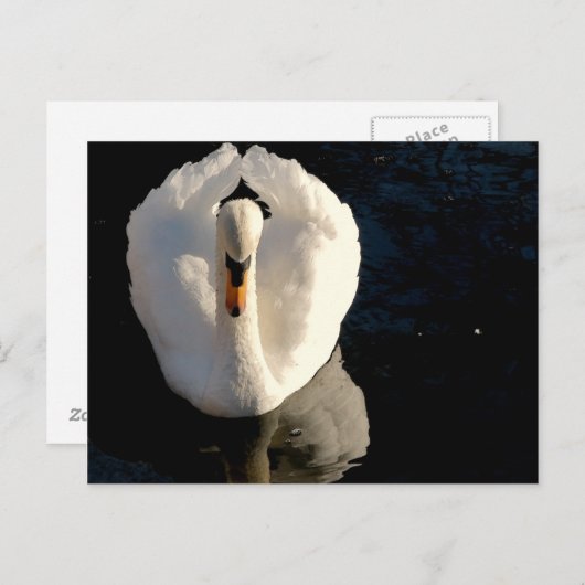 Swan Briefkaart (Voorkant / Achterkant)