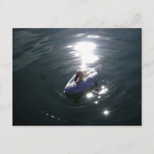 Swan Briefkaart