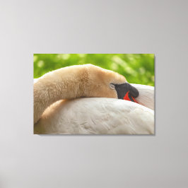 Swan Canvas Afdruk