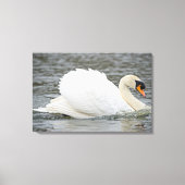 Swan Canvas Afdruk (Voorkant)