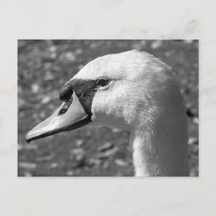 Swan Close-up. Roath Park Lake, Cardiff, Wales Briefkaart