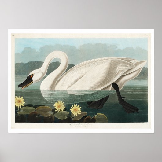 Swan commun américain par Audubon Poster (Devant)