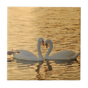 Swan Couple Meeting at Sunset Photography Tegeltje