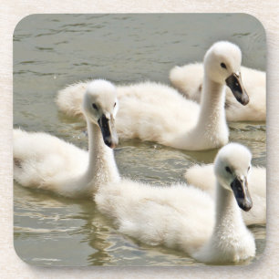 Swan Cygnets Swimming Bier Onderzetter